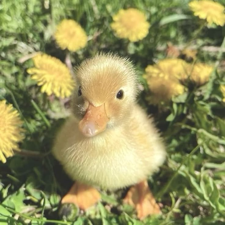 Caneton dans les fleurs, mascotte de La Com du Gers
